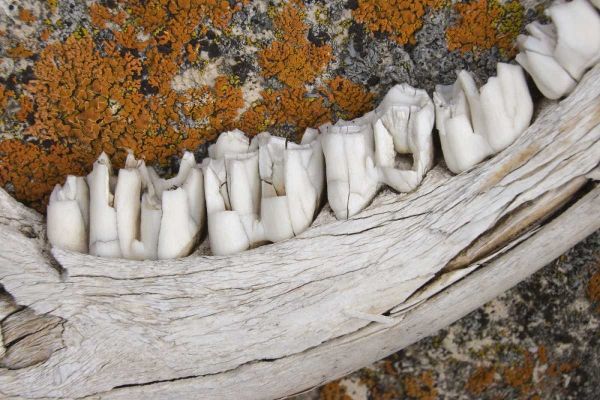 MT Weathered jaw bone of deer and lichen on rock